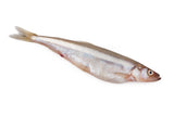 Vildfångad Sik från Kalix - 5kg (hel fisk 200-400g)