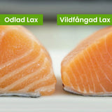 Svensk Vildlax från Kalix - Laxsida