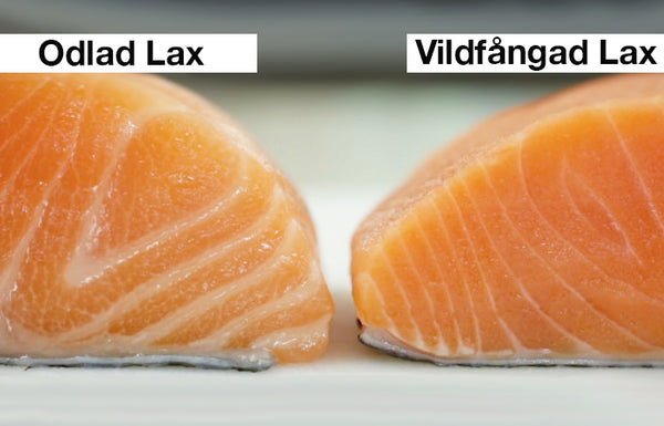 Skillnaden mellan odlad och vildfångad lax