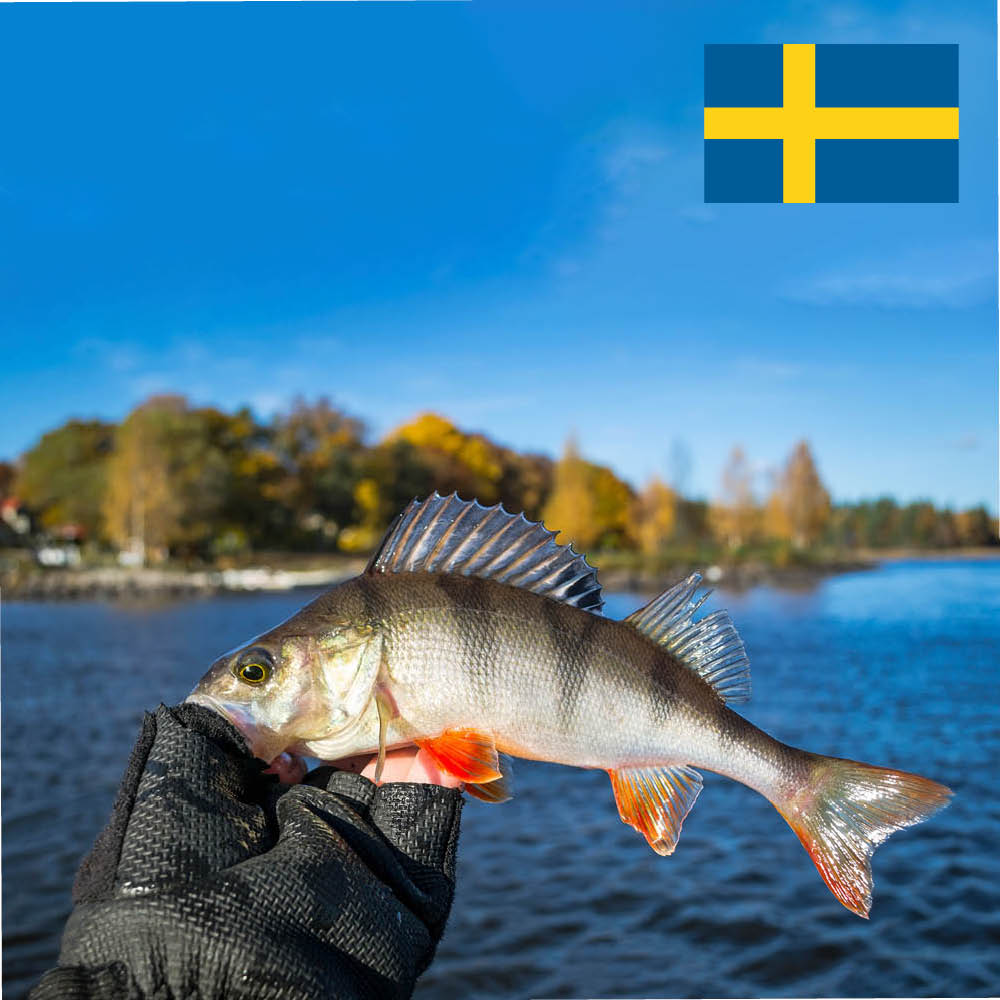 Abborre från Kalix - Miljöfiskbilen.se