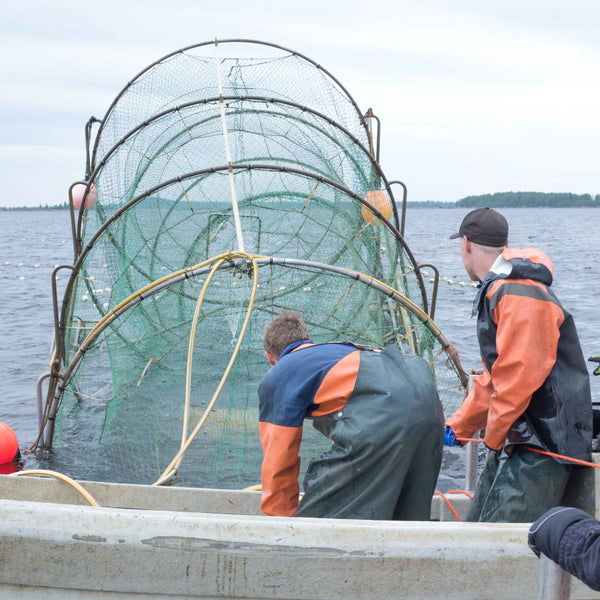 Fiske av Vildlax i Kalxi med push-up fälla